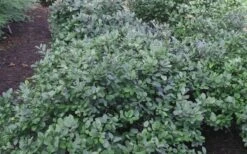 Blue Mist Fothergilla - 3 Gallon Pot -Garden Plant Shop Blue Mist Dwarf Fothergilla 1