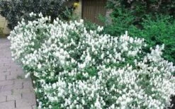 Blue Mist Fothergilla - 3 Gallon Pot -Garden Plant Shop Blue Mist Dwarf Fothergilla 2