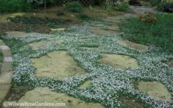 Blue Star Creeper (Laurentia Fluviatilis) - 18 Pack Of Pint Pots -Garden Plant Shop Blue Star Creeper 20 3