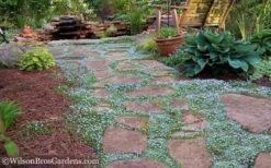 Blue Star Creeper (Laurentia Fluviatilis) - 5 Pack Of Pint Pots -Garden Plant Shop Blue Star Creeper 21 1