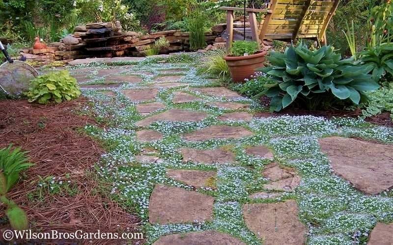 Blue Star Creeper (Laurentia Fluviatilis) - 3 Pack Of Quart Pots 5 Blue Star Creeper (Laurentia Fluviatilis) - 3 Pack Of Quart Pots - Image 5