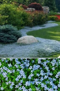 Blue Star Creeper (Laurentia Fluviatilis) - 6 Pack Of Pint Pots -Garden Plant Shop Blue Star Creeper 24