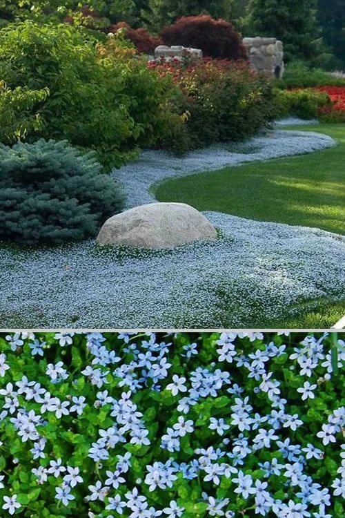 Blue Star Creeper (Laurentia Fluviatilis) - 10 Pack Of Pint Pots 6 Blue Star Creeper (Laurentia Fluviatilis) - 10 Pack Of Pint Pots - Image 6