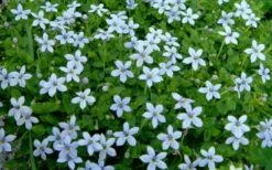 Blue Star Creeper (Laurentia Fluviatilis) - 6 Pack Of Pint Pots -Garden Plant Shop Blue Star Creeper Laurentia 1