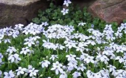 Blue Star Creeper (Laurentia Fluviatilis) - 5 Pack Of Pint Pots -Garden Plant Shop Blue Star Creeper Laurentia Isotoma 1