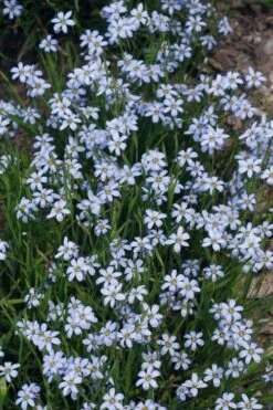Suwannee Blue-Eyed Grass - 6 Pack Of 1 Gallon Pots -Garden Plant Shop Blue eyed grass suwannee 1