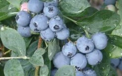 Becky Blue Rabbiteye Blueberry - 2.5 Quart Pot -Garden Plant Shop Blueberry Becky Blue