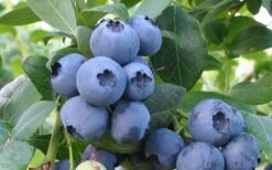 Bless Your Heart Rabbiteye Blueberry - 1 Gallon Pot 7 Bless Your Heart Rabbiteye Blueberry - 1 Gallon Pot -Garden Plant Shop Blueberry Bless Your Heart