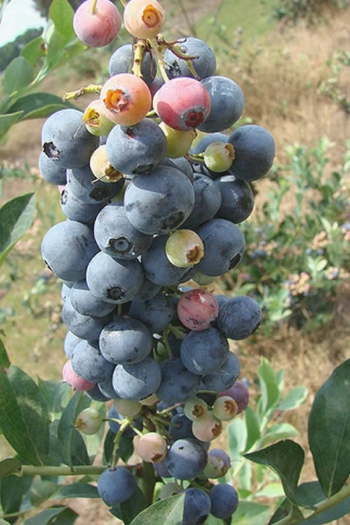 Climax Rabbiteye Blueberry - 1 Gallon Pot 1 Climax Rabbiteye Blueberry - 1 Gallon Pot