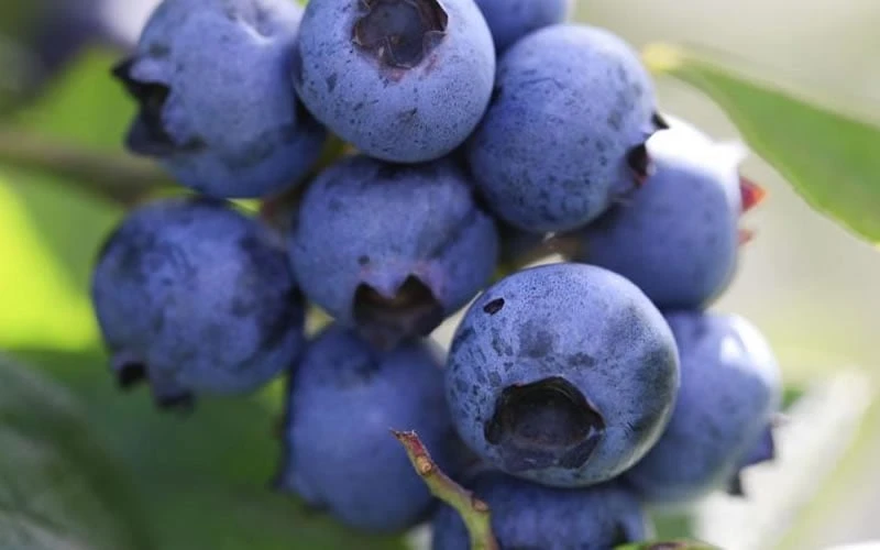 Delite Rabbiteye Blueberry - 3 Gallon Pot 4 Delite Rabbiteye Blueberry - 3 Gallon Pot - Image 4