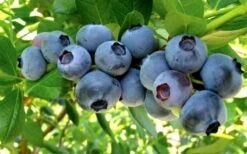 Misty Southern Highbush Blueberry - 3 Gallon Pot 7 Misty Southern Highbush Blueberry - 3 Gallon Pot -Garden Plant Shop Blueberry Misty