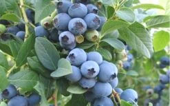 Ochlockonee Rabbiteye Blueberry - 3 Gallon Pot 7 Ochlockonee Rabbiteye Blueberry - 3 Gallon Pot -Garden Plant Shop Blueberry Ochlockonee