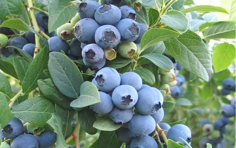 Ochlockonee Rabbiteye Blueberry - 3 Gallon Pot 4 Ochlockonee Rabbiteye Blueberry - 3 Gallon Pot - Image 4