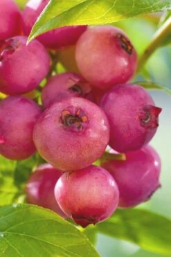 Pink Lemonade Blueberry - 3 Gallon Pot -Garden Plant Shop Blueberry Pink Lemonade 6