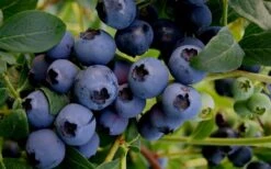 Baldwin Rabbiteye Blueberry - 1 Gallon Pot -Garden Plant Shop Blueberry Rabbiteye Baldwin 50