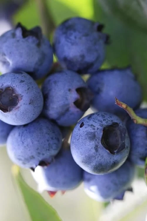 Delite Rabbiteye Blueberry - 1 Gallon Pot 1 Delite Rabbiteye Blueberry - 1 Gallon Pot