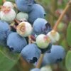 Powderblue Rabbiteye Blueberry - 1 Gallon Pot