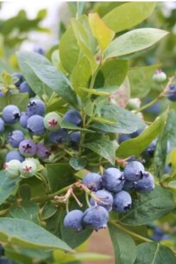 Jubilee Southern Highbush Blueberry - 3 Gallon Pot -Garden Plant Shop Blueberry Southern Higbush Jubilee 500x750 1