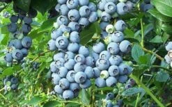 Tifblue Rabbiteye Blueberry - 6 Pack Of 1 Gallon Pots -Garden Plant Shop Blueberry Tifblue