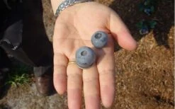 Titan Blueberry - 3 Gallon Pot -Garden Plant Shop Blueberry Titan 2