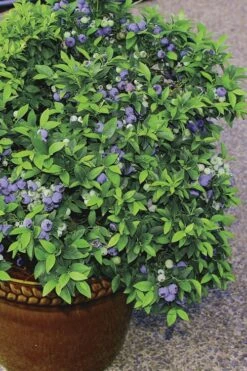 Top Hat Dwarf Blueberry - 1 Gallon Pot -Garden Plant Shop Blueberry Top Hat 2
