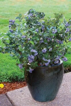 Top Hat Dwarf Blueberry - 1 Gallon Pot -Garden Plant Shop Blueberry Top Hat 3