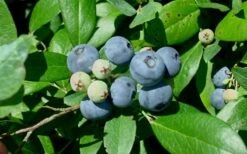 Vernon Rabbiteye Blueberry - 1 Gallon Pot -Garden Plant Shop Blueberry Vernon 1