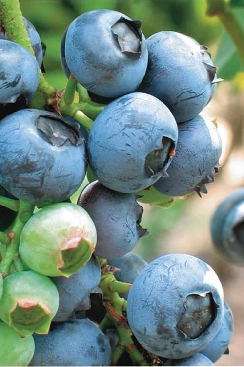 Misty Southern Highbush Blueberry - 3 Gallon Pot 1 Misty Southern Highbush Blueberry - 3 Gallon Pot