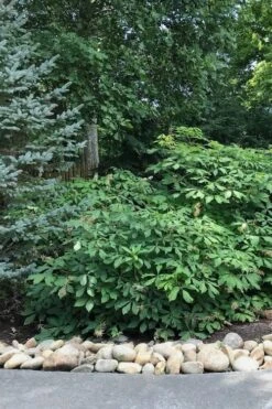 Roger's White Bottlebrush Buckeye (Aesculus Parviflora) - 1 Gallon Pot -Garden Plant Shop Bottlebrush Buckeye White 12