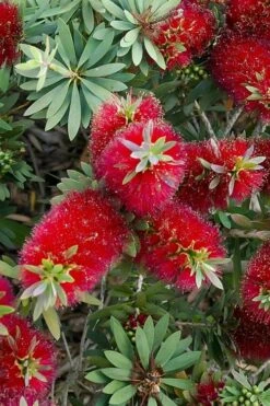 Little John Dwarf Red Bottlebrush (Callistemon Citinus) - 3 Gallon Pot -Garden Plant Shop Bottlebrush Little John 4 1