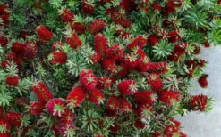 Little John Dwarf Red Bottlebrush (Callistemon Citinus) - 1 Gallon Pot -Garden Plant Shop Bottlebrush Little John 7