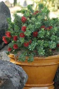 Little John Dwarf Red Bottlebrush (Callistemon Citinus) - 3 Gallon Pot -Garden Plant Shop Bottlebrush Little John 9 1