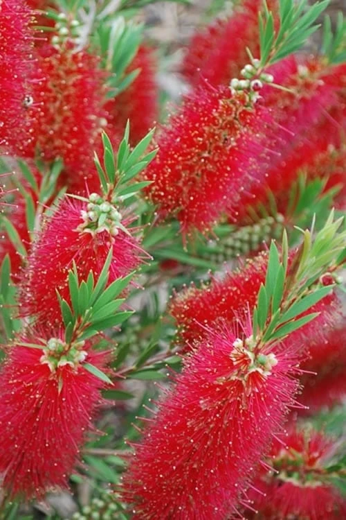 Red Cluster Bottlebrush Tree - 7 Gallon Pot 5 Red Cluster Bottlebrush Tree - 7 Gallon Pot - Image 5