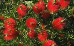 Scarlet Compacta Bottlebrush - Callistemon - 3 Gallon Pot -Garden Plant Shop Bottlebrush Scarlet Compacta 2