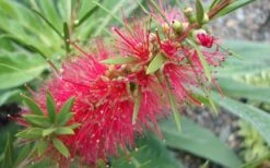 Woodlanders Cold Hardy Red Bottlebrush - Callistemon - 3 Gallon Pot -Garden Plant Shop Bottlebrush Woodlanders Hardy 1 1