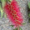 Semmes Cold Hardy Red Bottlebrush - Callistemon - 3 Gallon Pot
