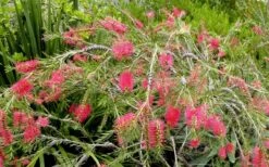 Semmes Cold Hardy Red Bottlebrush - Callistemon - 3 Gallon Pot -Garden Plant Shop Bottlebrush Woodlanders Hardy Red 17