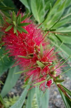 Woodlanders Cold Hardy Red Bottlebrush - Callistemon - 1 Gallon Pot -Garden Plant Shop Bottlebrush Woodlanders Hardy Red 20