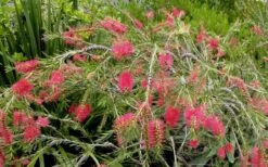Woodlanders Cold Hardy Red Bottlebrush - Callistemon - 1 Gallon Pot -Garden Plant Shop Bottlebrush Woodlanders Hardy Red 22