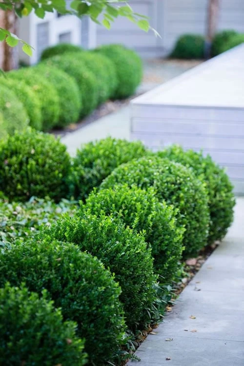 Baby Gem Boxwood - 2 Gallon Pot 1 Baby Gem Boxwood - 2 Gallon Pot
