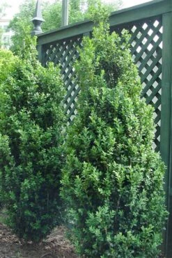 Dee Runk Columnar Boxwood - 1 Gallon Pot -Garden Plant Shop Boxwood Dee Runk 2 500x750 2