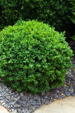 Dwarf English Boxwood - 2 Gallon Pot
