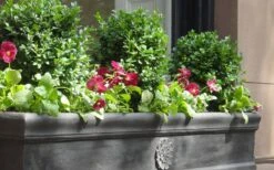 Dwarf English Boxwood - 6 Pack Of 1 Gallon Pots 9 Dwarf English Boxwood - 6 Pack Of 1 Gallon Pots -Garden Plant Shop Boxwood Dwarf English 2 2