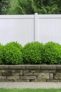Dwarf English Boxwood - 1 Gallon Pot -Garden Plant Shop Boxwood Dwarf English 3 1