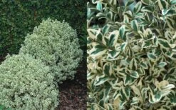Dwarf Variegated Boxwood - 6 Pack Of 1 Gallon Pots -Garden Plant Shop Boxwood Dwarf Variegated 50 1