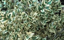 Dwarf Variegated Boxwood - 5 Gallon Pot -Garden Plant Shop Boxwood Dwarf Variegated 51 3