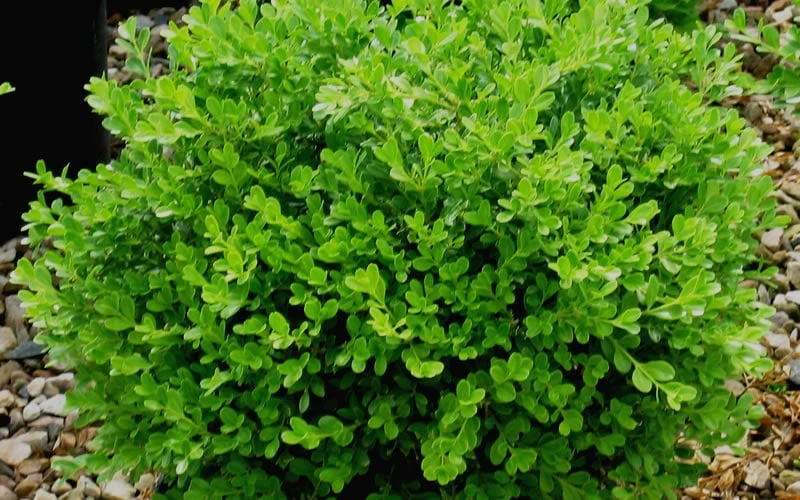 Franklins Gem Dwarf Boxwood - 3 Gallon Pot 4 Franklins Gem Dwarf Boxwood - 3 Gallon Pot - Image 4