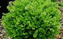 Franklins Gem Dwarf Boxwood - 6 Pack Of 1 Gallon Pots -Garden Plant Shop Boxwood Franklins Gem 2
