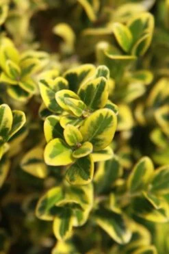 Golden Triumph Variegated Dwarf Boxwood - 1 Gallon Pot 11 Golden Triumph Variegated Dwarf Boxwood - 1 Gallon Pot -Garden Plant Shop Boxwood Golden Triumph 3 2