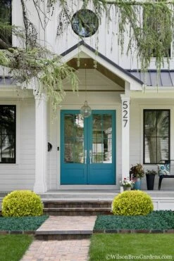 Golden Triumph Variegated Dwarf Boxwood - 6 Pack Of 1 Gallon Pots 10 Golden Triumph Variegated Dwarf Boxwood - 6 Pack Of 1 Gallon Pots -Garden Plant Shop Boxwood Golden Triumph 7 1